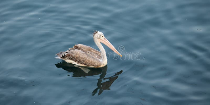 Side view of Brown pelican floating in a clear freshwater lake