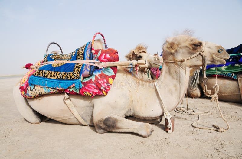 Side view of a camel