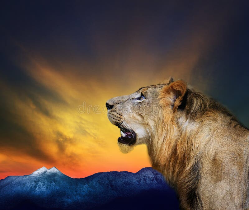 Side view close up head shot of young lion roar against beautiful dusky sky and rock mountain use for natural wild life and animals theme