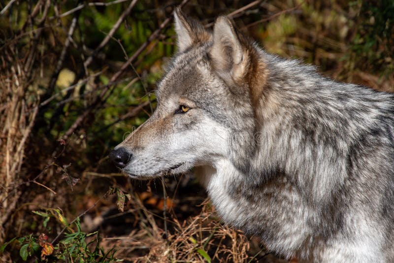 A side view closeup of a timber wolfs head. 