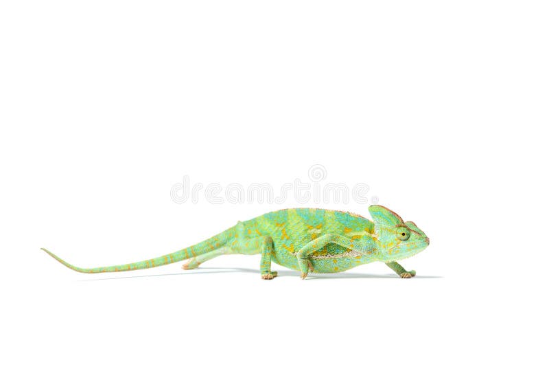 Chameleon side-view stock image. Image of bush, close ...