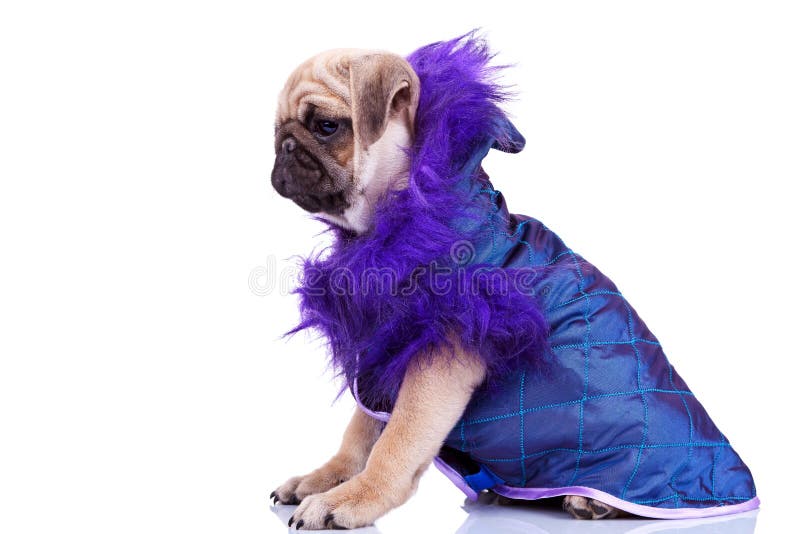 Side View of a Cute Pug Puppy Dog Wearing Clothes Stock Image Image