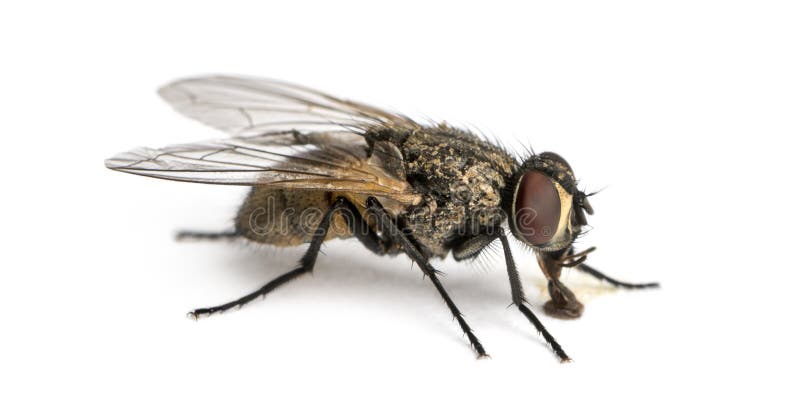 Side view of a dirty Common housefly eating, Musca domestica, isolated on white