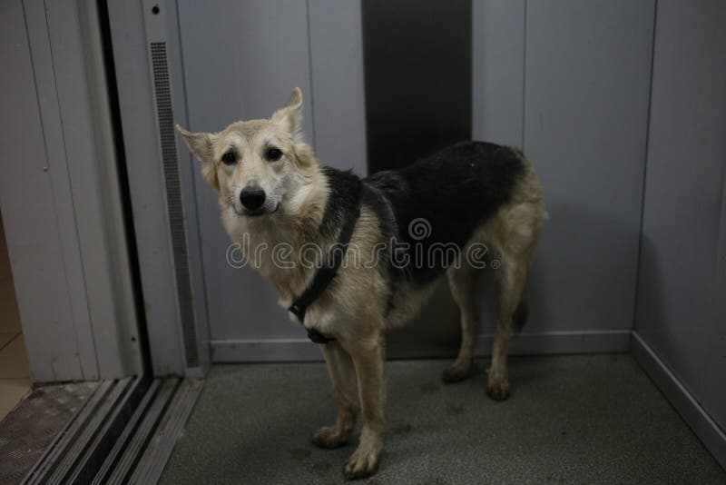 Side View at a Dog Standing in Elevator Stock Photo Image of puppy