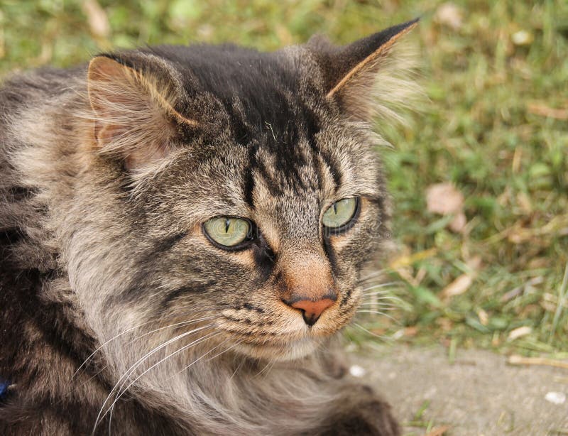 Side view of tabby cat stock photo. Image of collar, laying - 58978122