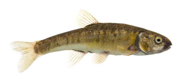 Side view of an Eurasian minnow, Phoxinus phoxinus