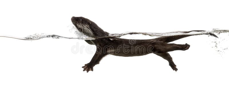 Side view of an European otter swimming at the surface of the wa. Ter, Lutra lutra, isolated on white stock image Side view of an European otter swimming at the surface of the wa. Ter, Lutra lutra, isolated on white stock image