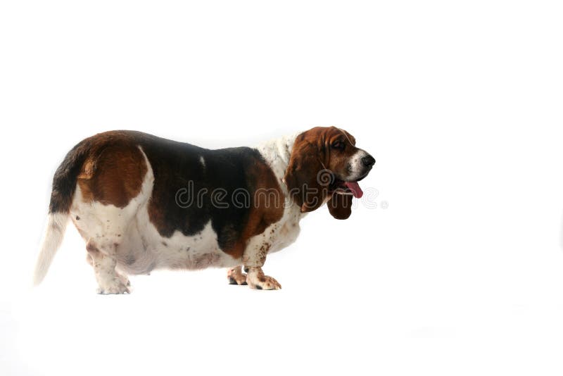 Side view of fat basset hound dog