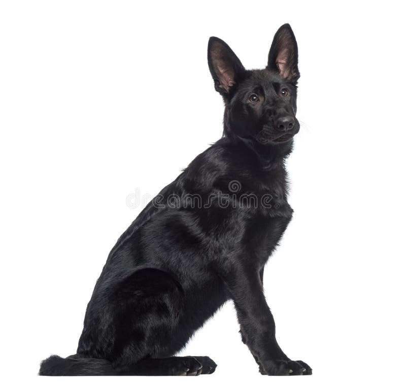 Featured image of post Black German Shepherd Side View Pobierz to zdj cie german shepherd side view teraz