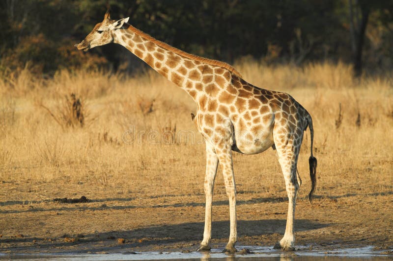 Giraffe Side View