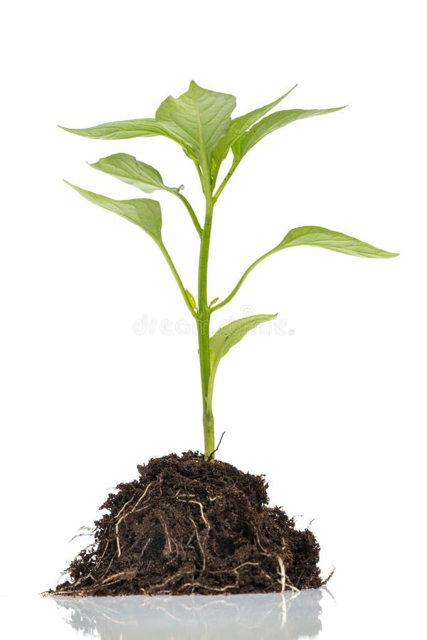 Side view of green plant seedling bell pepper with stem, leaves, roots and soil isolated on white background