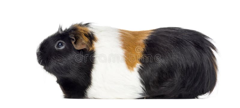 Side view of a Guinea pig, Cavia porcellus, isolated