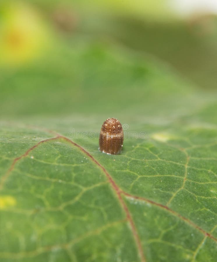 Side View of a Gulf Fritillary Butterfly Egg Stock Photo Image of