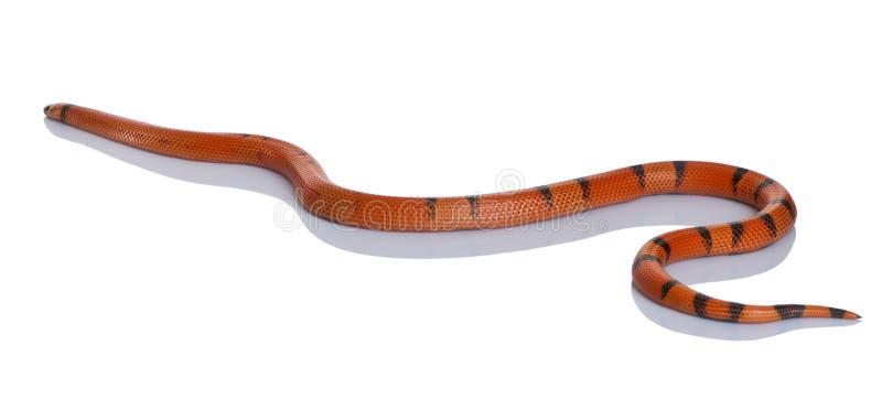 Side view of Honduran milk snake, slithering