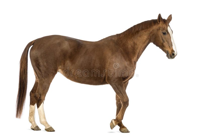 Side view of a Horse walking royalty free stock photos