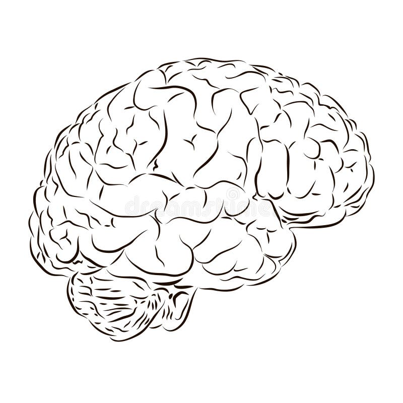 Side View of the Human Brain in Black and White Stock Illustration ...