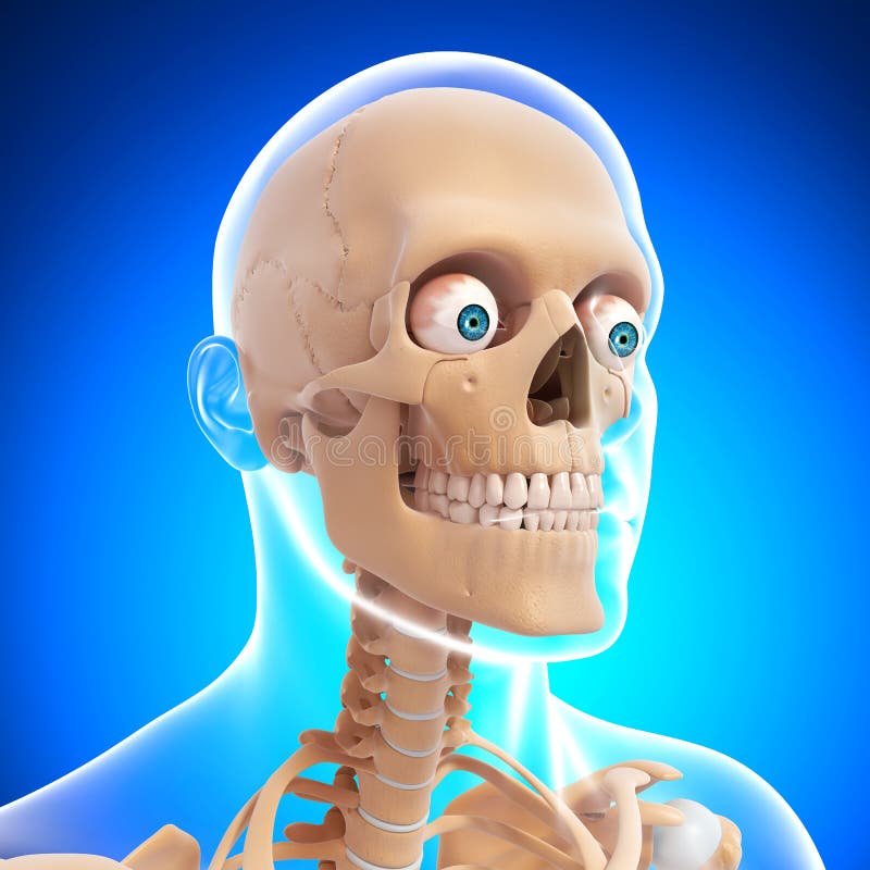 Human skull cross section with brain. - Stock Illustration