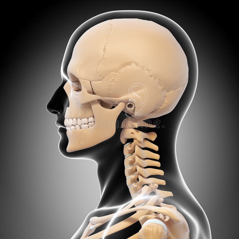 male neck anatomy drawing