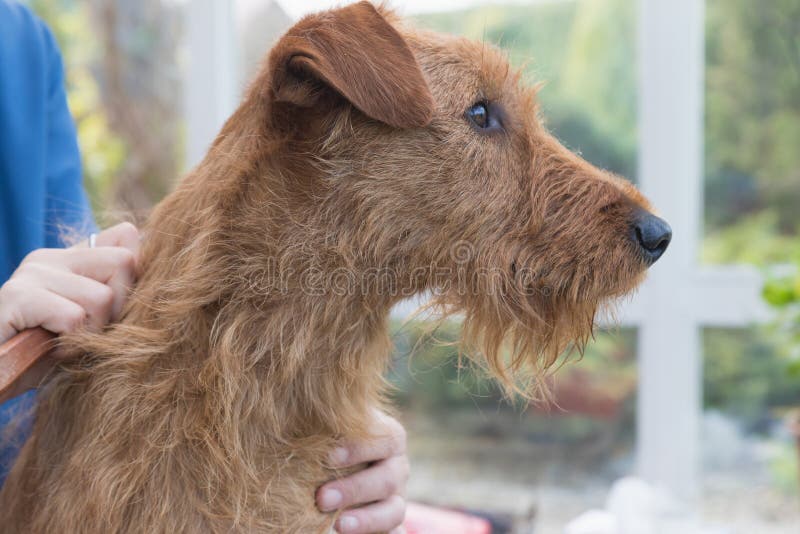 Irish Terrier Grooming Chart