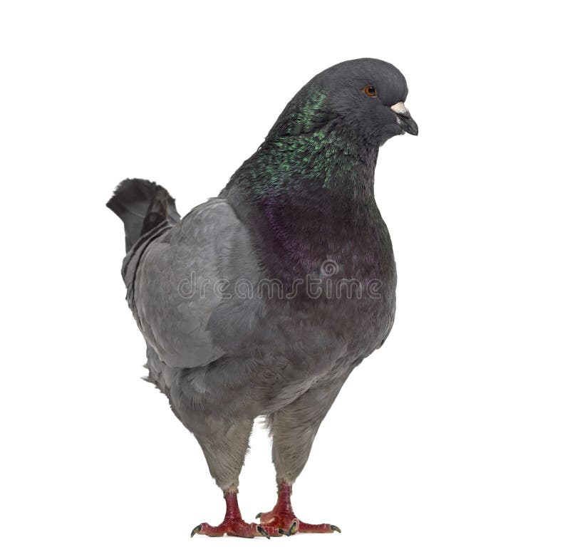233 Black King Pigeon Stock Photos Free & RoyaltyFree Stock Photos