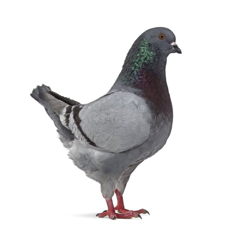 233 Black King Pigeon Stock Photos Free & RoyaltyFree Stock Photos
