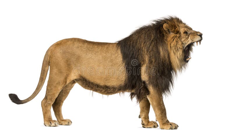 Lion White Background Images Browse 74493 Stock Photos Vectors and Video Adobe Stock