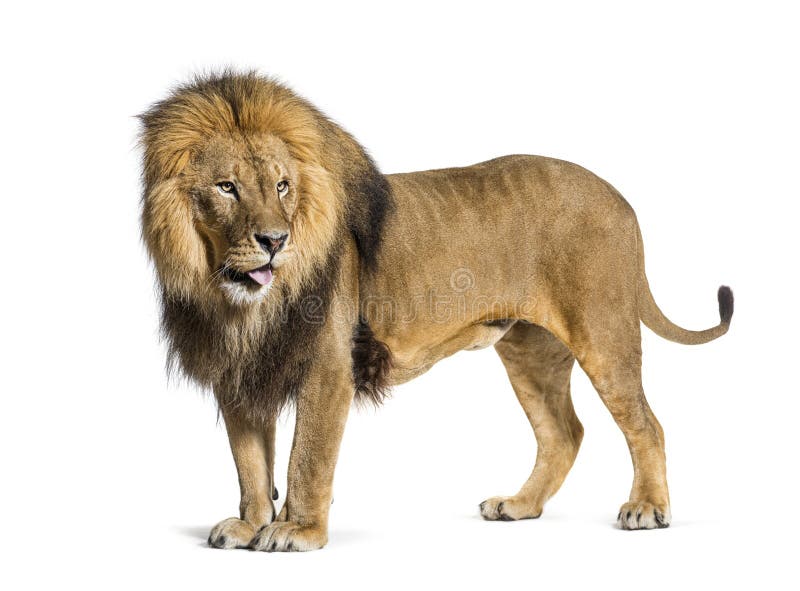 Lion Sticking Out Tongue stock image. Image of mane, teeth - 49636803