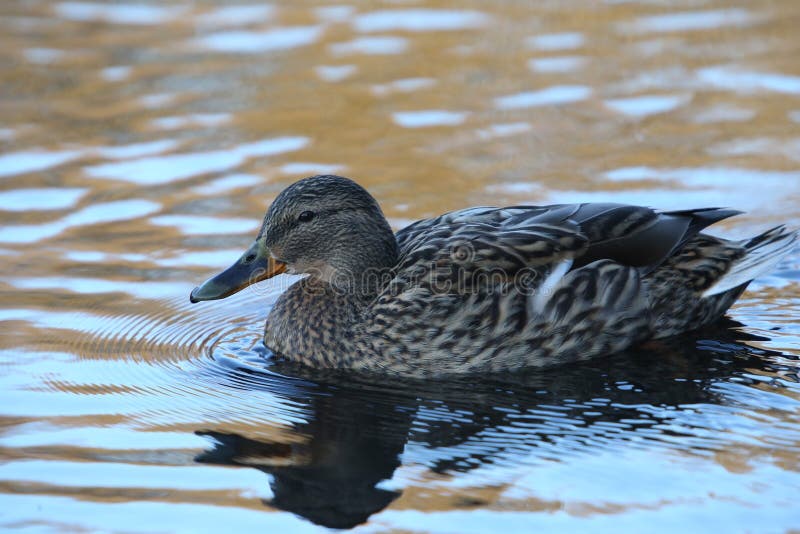 Side view Mallard Ducks Anas platyrhynchos relaxing in pond