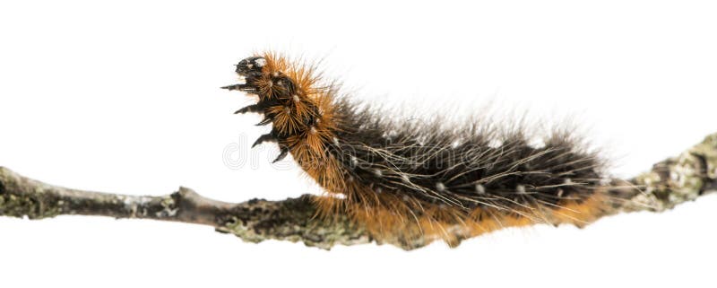 Side view of a Moth caterpillar on a branch, isolated