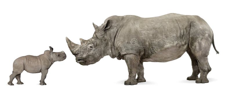 Side view of Mother and baby White Rhinoceros