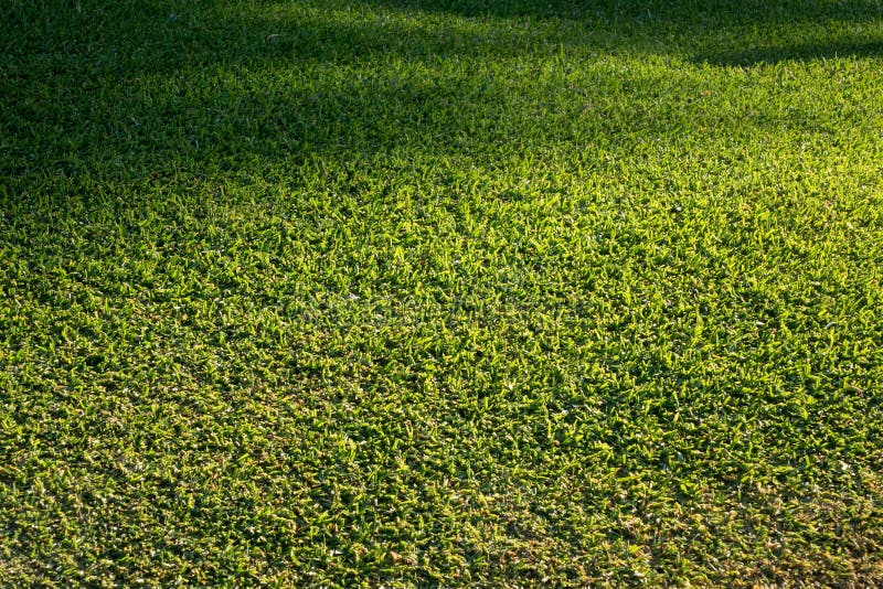 Side view of newly mown grass lawn