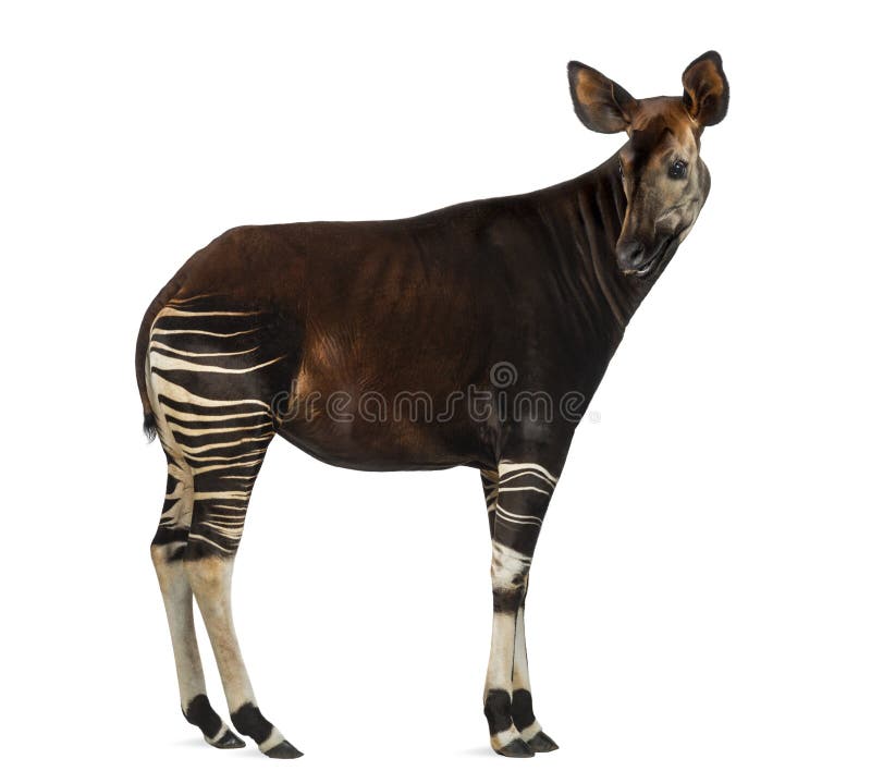 Side view of an Okapi looking back, Okapia johnstoni, isolated on white