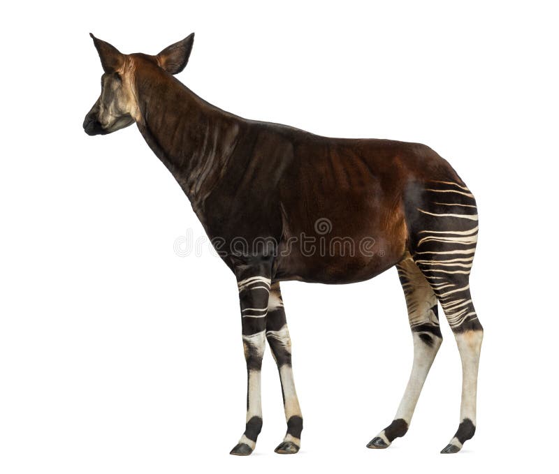 Side view of an Okapi standing, looking away, Okapia johnstoni, isolated on white