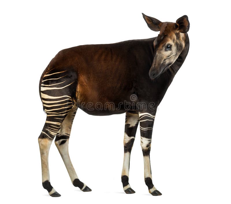 Side view of an Okapi standing, looking back, Okapia johnstoni, isolated on white