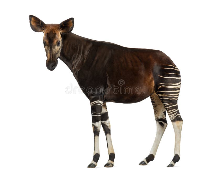 Side view of an Okapi standing, looking at the camera, Okapia johnstoni, isolated on white