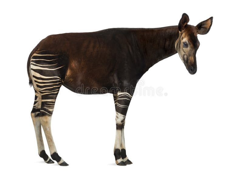 Side view of an Okapi standing, Okapia johnstoni, isolated on white