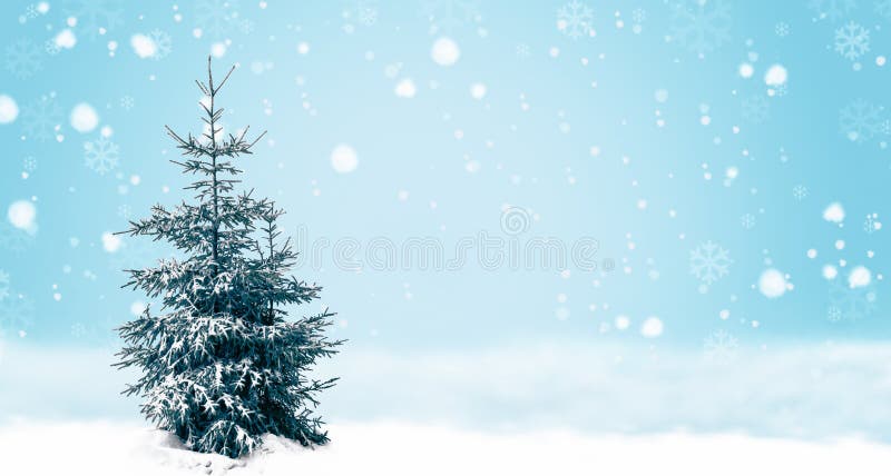 Cây thông tuyết được trang trí công phu và tỉ mỉ sẽ đem lại sự lộng lẫy và ấm cúng cho không gian Giáng Sinh. Đừng bỏ qua hình ảnh sinh động về cây thông tuyết nơi tuyết phủ xào xạc.