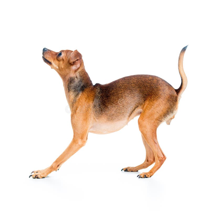 Side View Of Pet Dog Stock Photo Image Of Cute Child 47500812