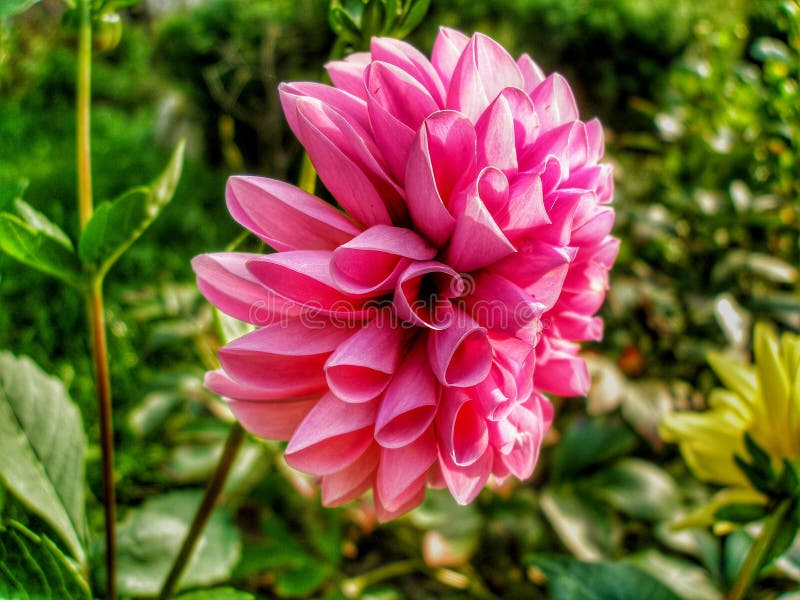 Dahlia Flower In Garden In Poland. Stock Photo - Image of poland ...