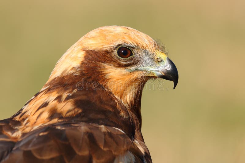 Side view portrait of the head of a marsh harrier