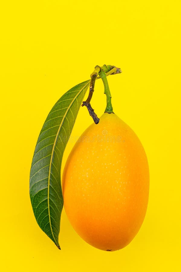 Side view of ripe yellow fruit with leaf in summer season stock images