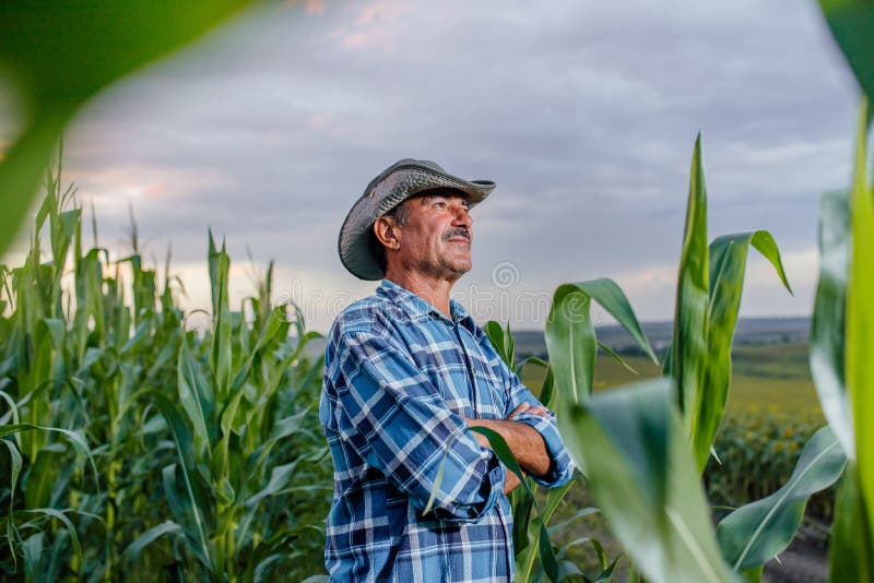 Side View of a Senior Farmer Standing in Corn Field Stock Photo Image