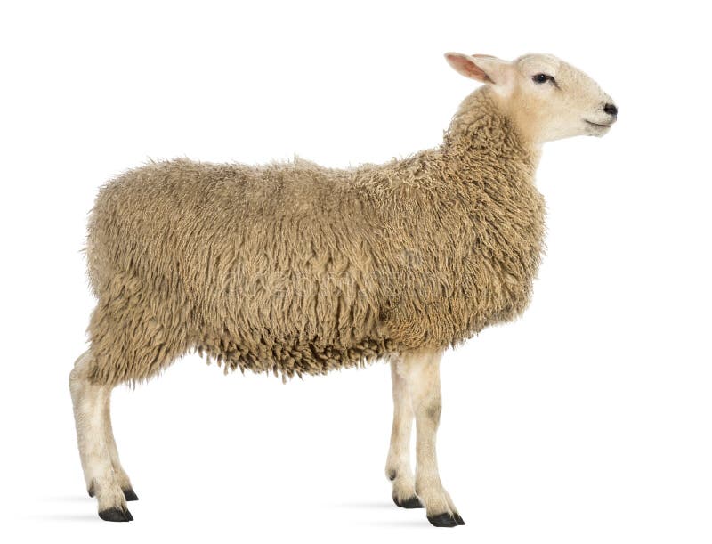 Side view of a Sheep