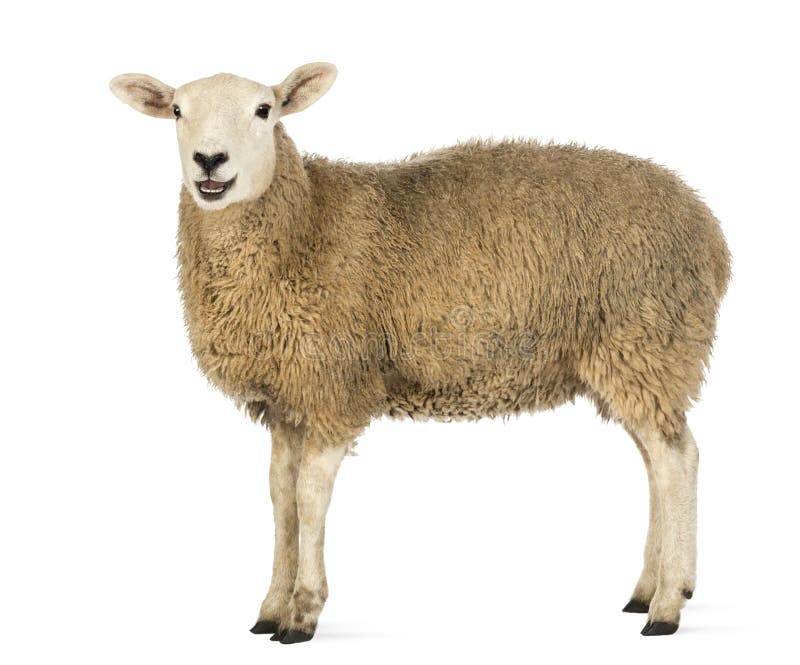 246,960 Sheep Stock Photos - Free & Royalty-Free Stock Photos from Dreamstime 246,960 Sheep Stock Photos - Free & Royalty-Free Stock Photos from Dreamstime