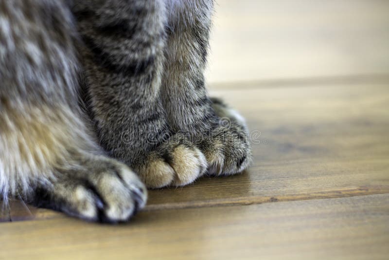 Cat Paws Sitting on Wooden Table Stock Image Image of animal, hair 121417443