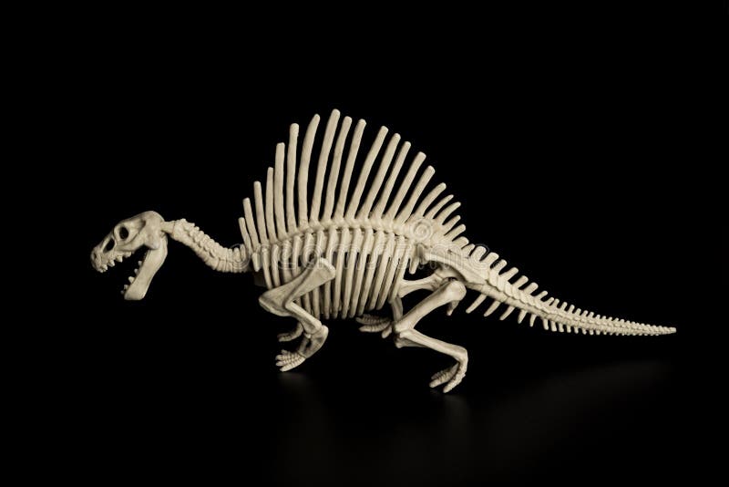 Side View Spinosaurus Skeleton On Black Background Stock Photo - Image of claws, dinosaurian
