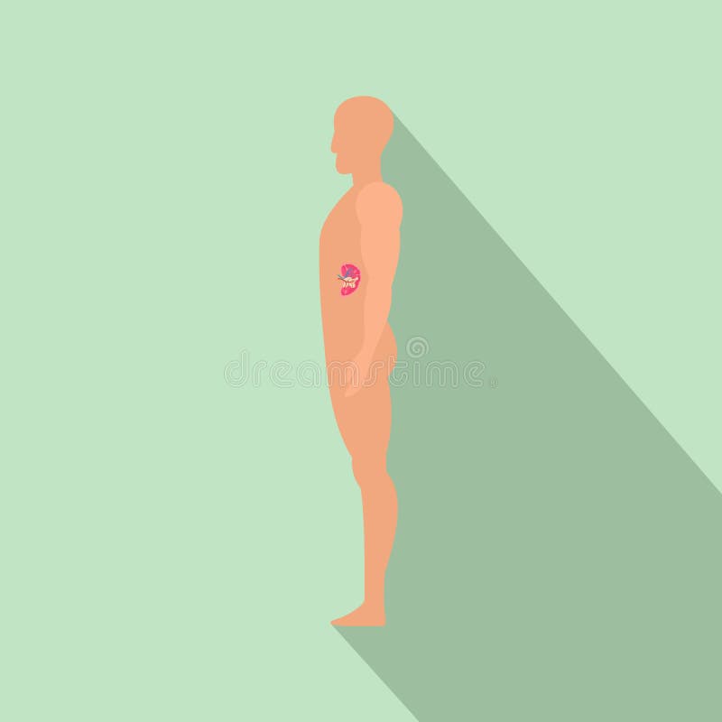 Anatomy Of Side View Of The Human Heart Stock Illustration