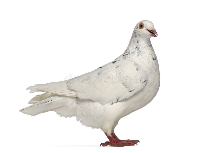 Side view of a Texan pigeon cooing