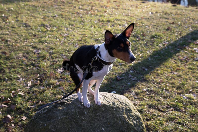 Side View Of A Tri Color Basenji Sitting On A Rock In