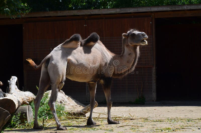 Side View of Two Humped Camel Standing in Corral Under Sunlight at Zoo ...